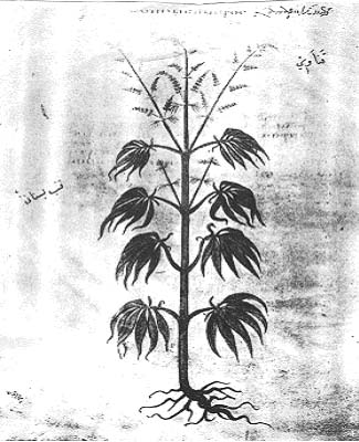 Cannabis Plant