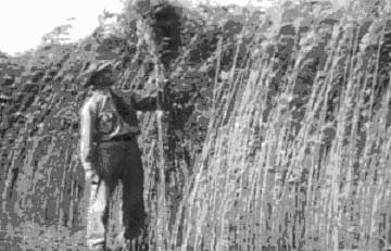 Man standing next to hemp crop over 9 feet tall