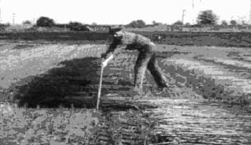 Man preparing ground for planting hemp