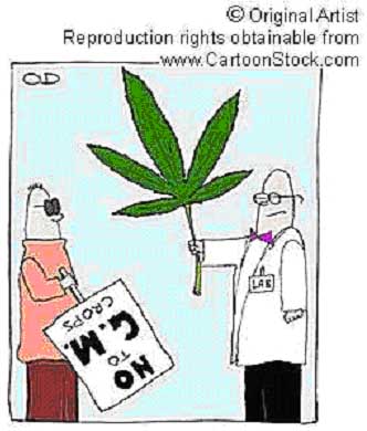 Cartoon drawing of man holding sign, NO to GM crops